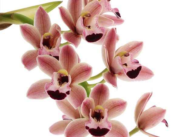 NEW CASCADE CYMBIDIUMS TYPES AVAILABLE IN OUR WEBSHOP