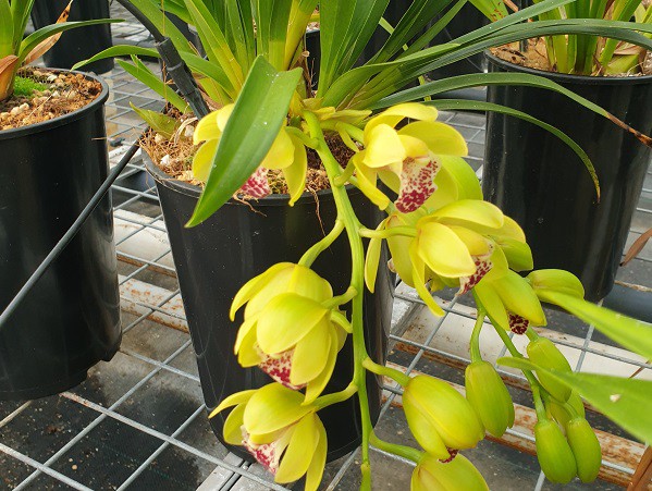 THIS WEEKEND THE CLOCK GOES TO WINTERTIME BUT ALSO START OF THE FLOWERING SEASON OF THE CASCADE CYMBIDIUMS